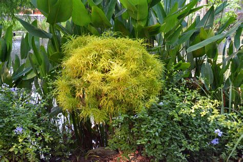 三爪金龍種植|三爪金龍 – 菁芳園綠生活